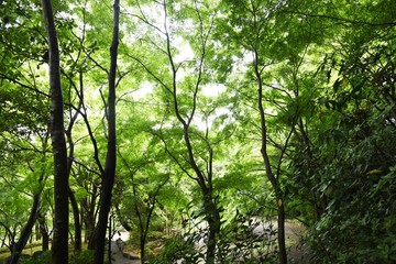 Obraz premium Fresh green of the natural park in early summer.