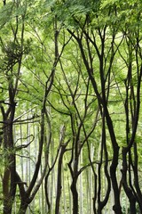 Obraz premium Fresh green of the natural park in early summer.