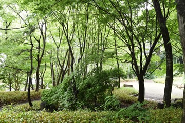 Fresh green of the natural park in early summer.