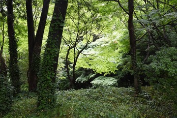 Fresh green of the natural park in early summer.