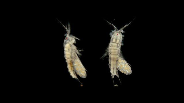 Copepod crustacean zooplacton under a microscope, the female of the crustacean of the order Harpacticoida with eggs, unlike other crustaceans, has only one bag with eggs and short whiskers, a favorite