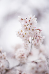 桜の花と枝