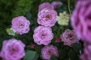 庭に咲く薄紫の自然のバラ