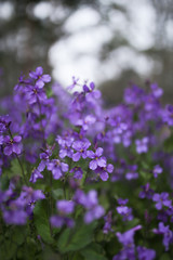 Fototapeta premium 日の光の元で日に照らされる紫色の野草