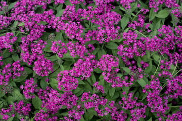 平面に撮った自然の赤い野草