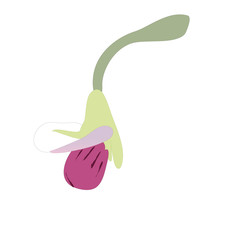 Pea Blossom