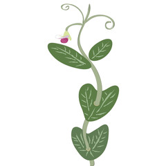 Single Pea Vine with blossom
