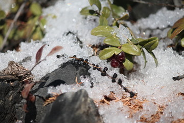 ants on tree