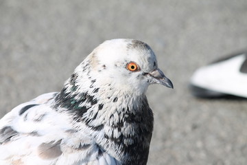 bird of prey