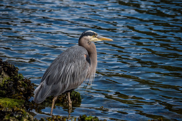 one great blue heron standing on the green algae covered shore line on a sunny day waiting for fish to pass by