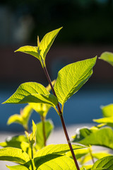 beautiful green leaves back lit by the sun in the garden
