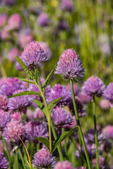 bunch of pink chive flowers blooming in the field under the sun