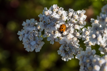 one tiny ladybug resting on top of Cow Parsnip flower on a sunny day in the garden
