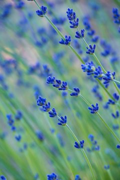 beautiful purple lavender flower field background in the shade