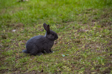 portrait of one cute grey rabbit sitting on grassy ground