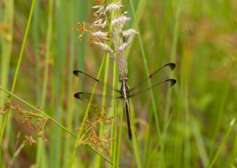 Dragonfly on grass