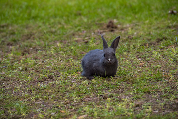 Naklejka na ściany i meble one cute grey rabbit having its meal on green grass field under the shade while staring at you