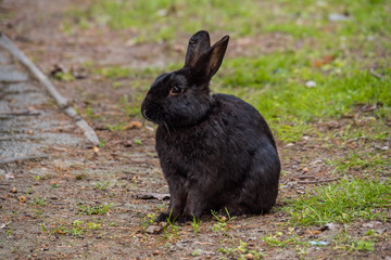 one cute black rabbit sitting on green grass field in the park