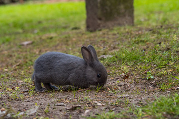 one cute grey rabbit having its meal on green grass field under the shade