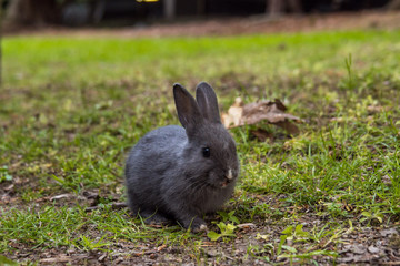 one cute grey rabbit having its meal on green grass field under the shade