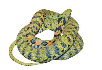 Snake (Rhabdophis tigrina) 27