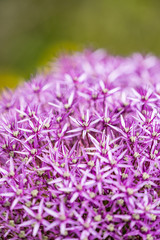 macro shot of ball shaped pink Allium flower with blurry background
