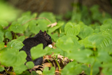 one cute black squirrel eating a white mushroom while hiding behind green leaves on the ground