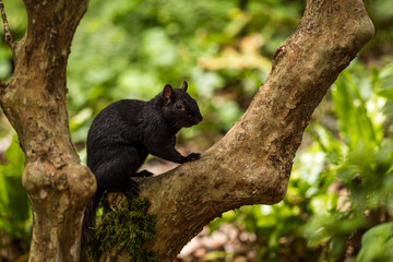 one cute black squirrel resting on the splits of two tree branches in the park with green background