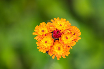 couple beautiful orange flowers blooming on the tip of the branch with creamy green background top view
