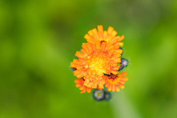 couple beautiful orange flowers blooming on the tip of the branch with creamy green background top view