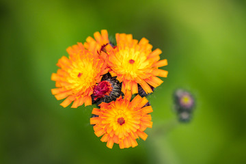 couple beautiful orange flowers blooming on the tip of the branch with creamy green background top view