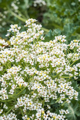 Obraz premium bunch of tiny white flowers blooming in the park in the shade
