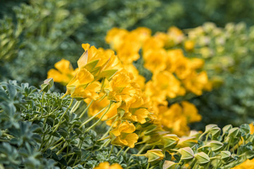 beautiful desert plant covering the floor in the garden with pleasing yellow coloured flowers.
