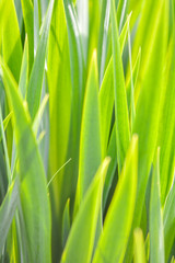 Fresh green grass in the meadow with Shallow Dof