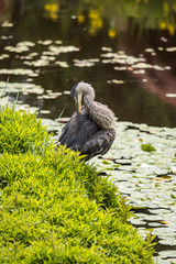 one great blue heron resting by green grasses near the pond in the park