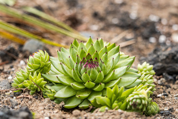 one big cactus and few small ones grown on sandy ground