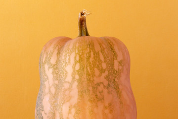 A pumpkin on a yellow background.