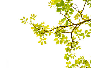 Green leaf and branches on white background