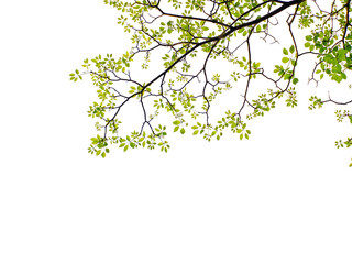 Green leaf and branches on white background