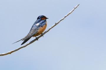 Barn swallow bird or hirundo rustica perched on dead tree branch against overcast sky