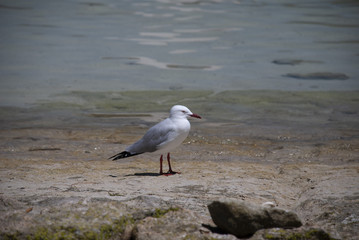 Mouette
