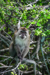 Monkey in deep forest