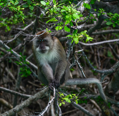 Monkey in deep forest