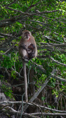 Monkey in deep forest