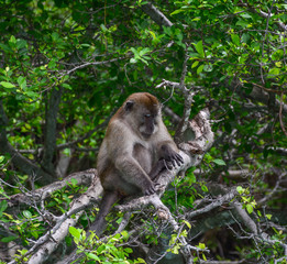 Monkey in deep forest