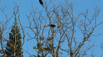 Tucano