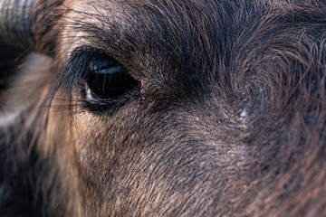 Close up of buffalo eye