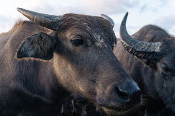 Full face of one of buffalo in the cattle