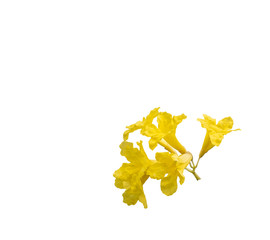 Fototapeta na wymiar yellow flowers isolated on white background