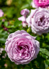 Close-up of light purple Violet's Pride floribunda rose hybrid in selective focus outdoors in garden on sunny day